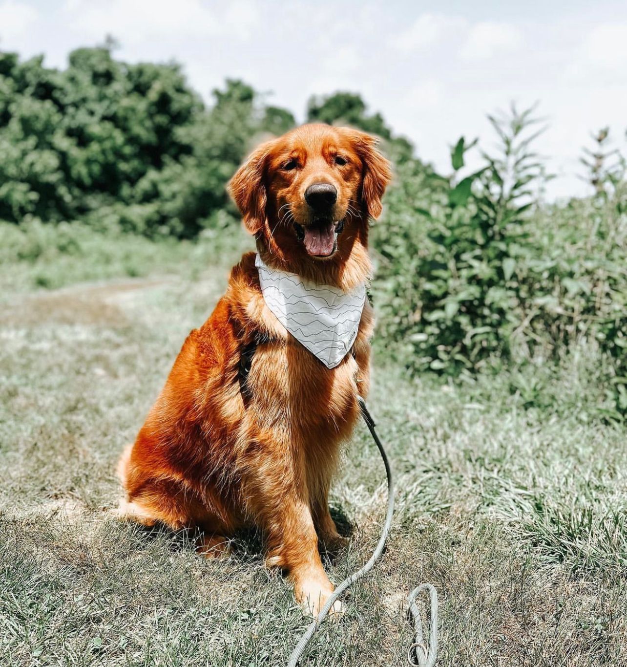 Bandana THE PAWS Range – Image 4